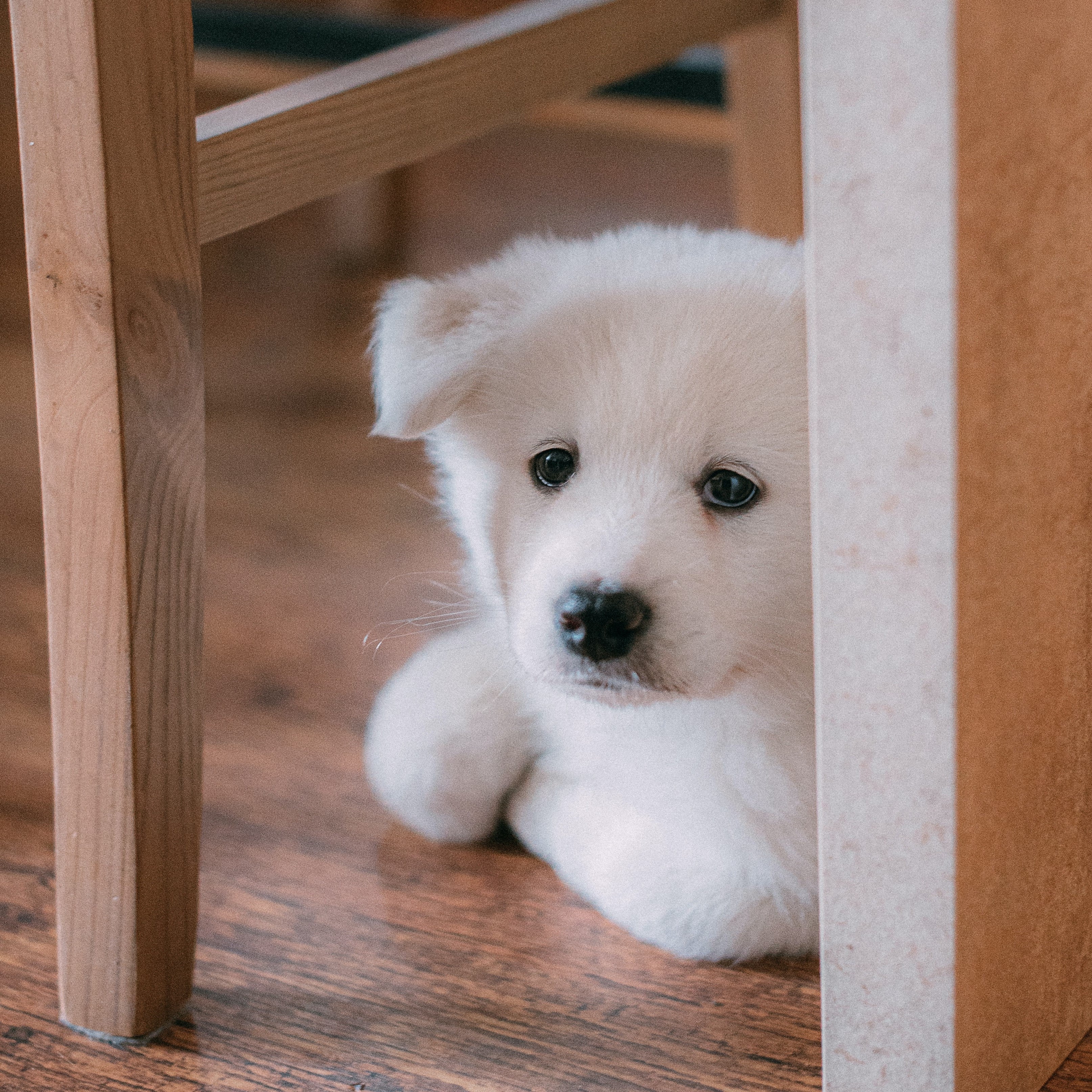 Ylang Ylang plant flowering in the wild.