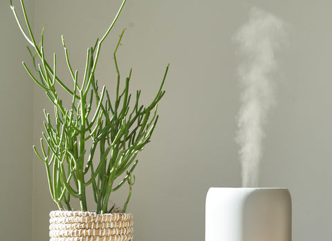 Humidifier next to a plant